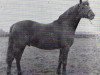 stallion Cusop Policy (Welsh Partbred, 1960, from Bolgoed Automation)