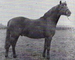 stallion Cusop Policy (Welsh Partbred, 1960, from Bolgoed Automation)