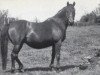 Zuchtstute Criban Red Heather (Welsh Pony (Sek.B), 1948, von Criban Loyalist)