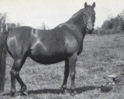 broodmare Criban Red Heather (Welsh-Pony (Section B), 1948, from Criban Loyalist)