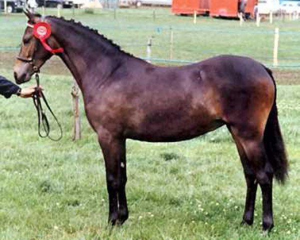 Zuchtstute Cusop Just So (British Riding Pony, 1981, von Cusop Flamingo)