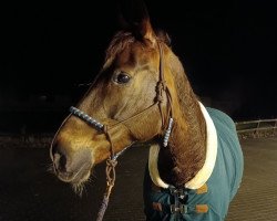 broodmare Diamonique (Westphalian, 2006, from Damon Hill)