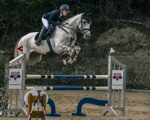 Springpferd Zertino Blue (Holsteiner, 2017, von Zirocco Blue)