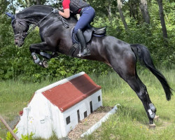 dressage horse Spörkeline (Hanoverian, 2016, from Spörcken)