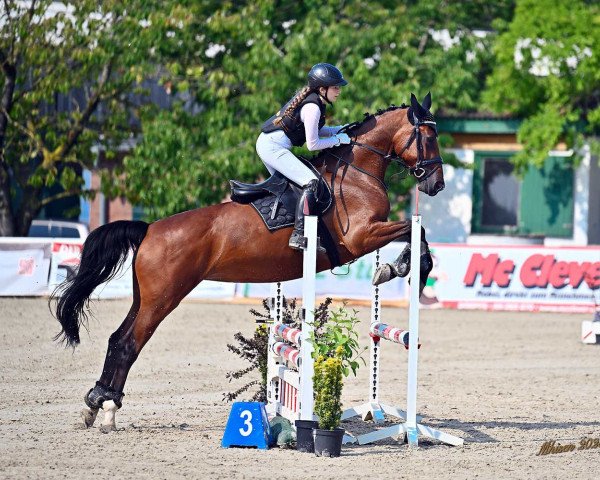 Springpferd Abc Clera (Lettisches Warmblut, 2016, von Clerus)