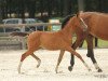 broodmare Dorogaja (Trakehner, 2017, from Pagur ox)