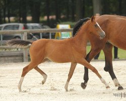 broodmare Dorogaja (Trakehner, 2017, from Pagur ox)