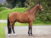 dressage horse Hengst von Vitalis / Ferro (Oldenburg, 2019, from Vitalis)