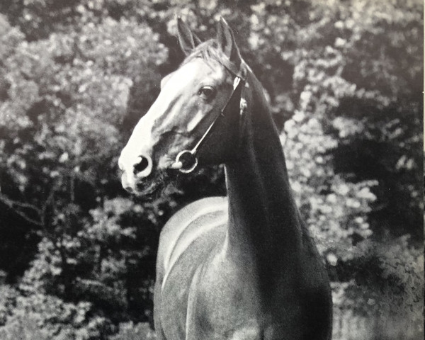 stallion Duellant (Hanoverian, 1943, from Dolman)