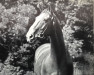 stallion Duellant (Hanoverian, 1943, from Dolman)