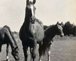 broodmare Duellpalme (Hanoverian, 1963, from Duellant 3586)