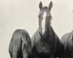 broodmare Duelldonna (Hanoverian, 1953, from Duellant 3586)