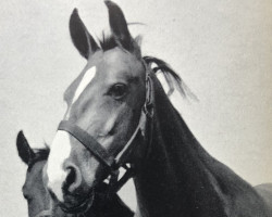 broodmare Astfehde (Hanoverian, 1950, from Astflug 3564)