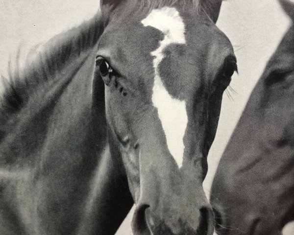 broodmare Drusenlinde (Hanoverian, 1959, from Duellant)