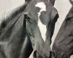 broodmare Drusenlinde (Hanoverian, 1959, from Duellant 3586)