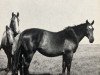 broodmare Altmarie (Hanoverian, 1948, from Altried)