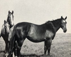 broodmare Altmarie (Hanoverian, 1948, from Altried)