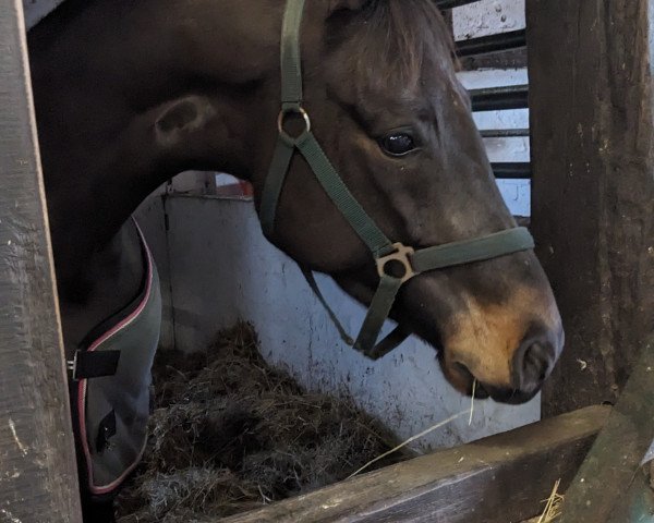 dressage horse Sia M (Hanoverian, 2019, from San Amour I)