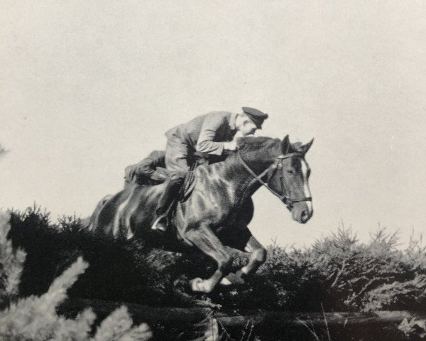 stallion Windfang (Hanoverian, 1956, from Firnis)