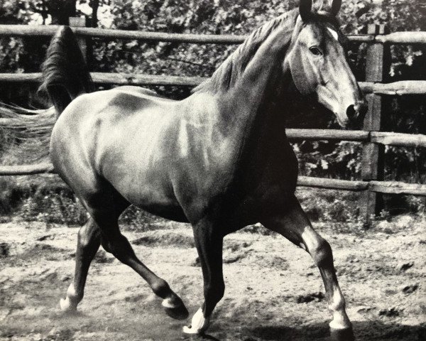 Pferd Sender II (Hannoveraner, 1956, von Senator)