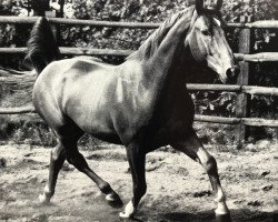 horse Sender II (Hanoverian, 1956, from Senator)