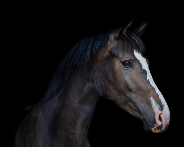 broodmare Nice Penny (Holsteiner, 2020, from Million Dollar)