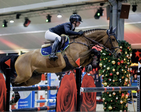 Springpferd Chic Fou de La Bastide (Luxemburgisches Reitpferd, 2015, von Chessmann van de Helle)