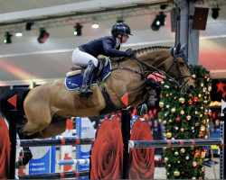 Springpferd Chic Fou de La Bastide (Luxemburgisches Reitpferd, 2015, von Chessmann van de Helle)