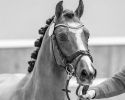 dressage horse Casello H (German Riding Pony, 2021, from Calido G)