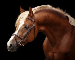 stallion HJ Unomomento (German Riding Pony, 2015, from Ulk d'Ete)