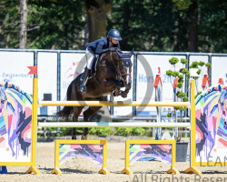 jumper Nena K Z (Zangersheide riding horse, 2012, from Nonstop)