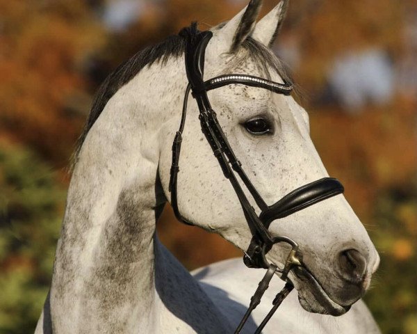 horse Hermes 154 (Polish Warmblood, 2008, from Castilio)