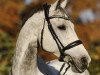 Springpferd Hermes 154 (Polnisches Warmblut, 2008, von Castilio)