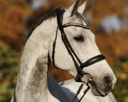 Springpferd Hermes 154 (Polnisches Warmblut, 2008, von Castilio)