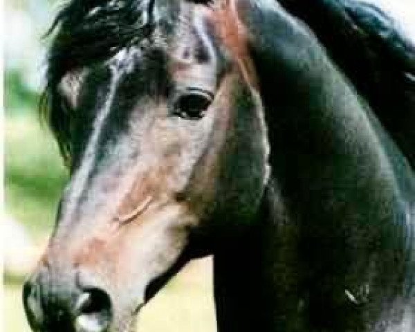 stallion Glamorgan Damien (Morgan Horse, 1988, from Glamorgan Noah)