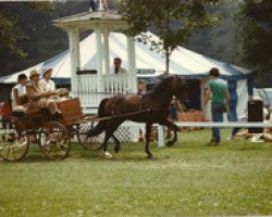 stallion Glamorgan Noah (Morgan Horse, 1976, from Glamorgan Nemesis)