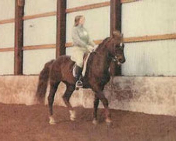 Deckhengst Glamorgan Nemesis (Morgan Horse, 1967, von Windcrest Mr. Success)