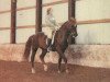 stallion Glamorgan Nemesis (Morgan Horse, 1967, from Windcrest Mr. Success)