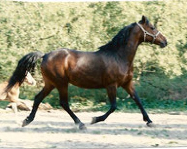 stallion Glamorgan Augusta (Morgan Horse, 1975, from Glamorgan Reveleader)