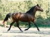 Deckhengst Glamorgan Augusta (Morgan Horse, 1975, von Glamorgan Reveleader)