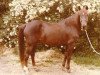 broodmare Broadwall Janie (Morgan Horse, 1958, from Parade)