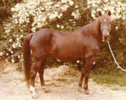 Zuchtstute Broadwall Janie (Morgan Horse, 1958, von Parade)