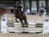 jumper Lady Lordanos SL (Oldenburg show jumper, 2017, from Lordanos)