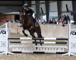 jumper Lady Lordanos SL (Oldenburg show jumper, 2017, from Lordanos)