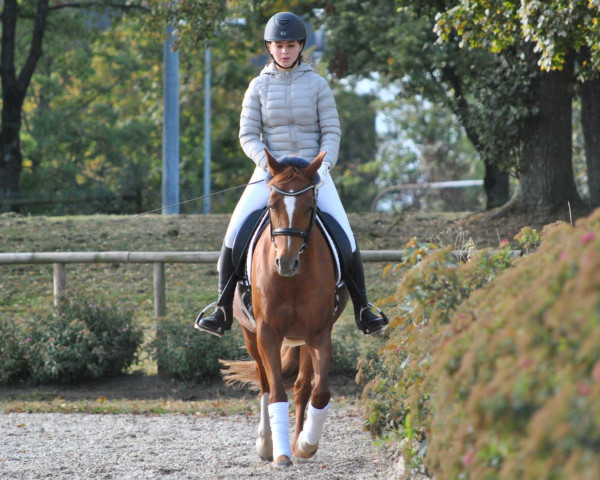dressage horse Aimée L'étoile (German Riding Pony, 2015, from A new Star)