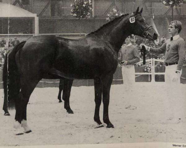 stallion Glorieux (Oldenburg, 1985, from Goldstern)
