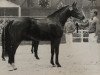 stallion Glorieux (Oldenburg, 1985, from Goldstern)