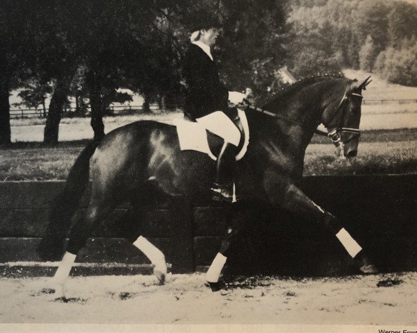 Pferd Triumphator (Oldenburger, 1983, von Titus)