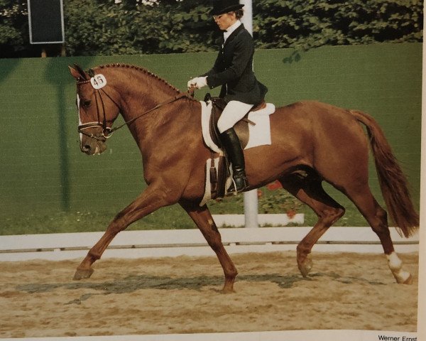 Pferd Firmament (Oldenburger, 1982, von Futuro)