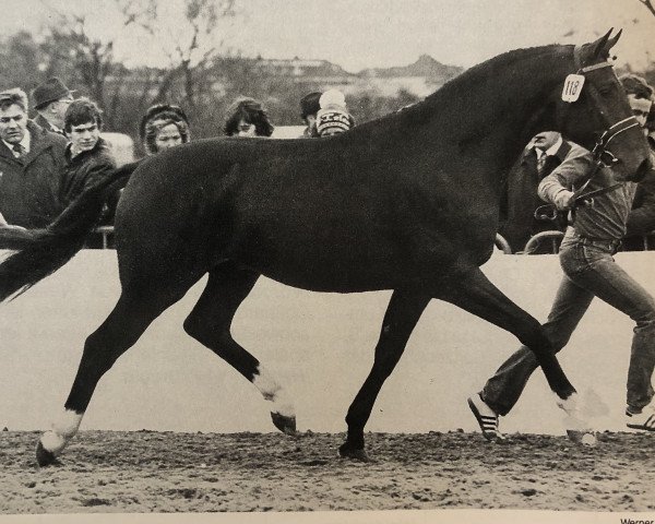 Pferd Burggraf (Oldenburger, 1979, von Barsoi xx)